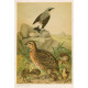 Vlaštovka - jiřička - břehule (Naši ptáci, tab.XVII)