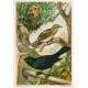 Vlaštovka - jiřička - břehule (Naši ptáci, tab.XVII)