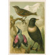 Šoupálek - sýkora - strakapúd (Naši ptáci, tab.XXIX)