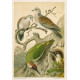 Střízlík - zvonek - chocholouš (Naši ptáci, tab.XXXIV)