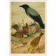 Střízlík - zvonek - chocholouš (Naši ptáci, tab.XXXIV)