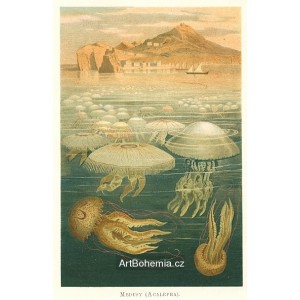 Medůzy - Acalepha (Moře a jeho tvorstvo)