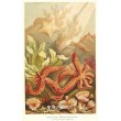 Ostnokožci - Echinodermata (Moře a jeho tvorstvo)