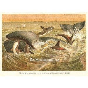 Kosatka a velryba grónská Orca a Balaena mysticetus (Moře a jeho tvorstvo)