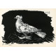 Le Hibou au fond blanc (Owl with white background) (20.1.1947)