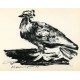 Pigeonneau dans son nid (Young pigeon in its nest) (11.3.1947)