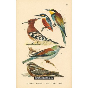 Atlas ptáků XV