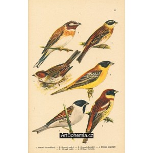 Atlas ptáků XII