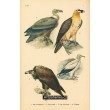 Atlas ptáků I