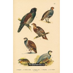 Atlas ptáků 17