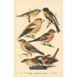 Atlas ptáků 8