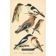 Atlas ptáků 6