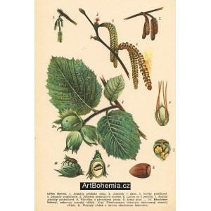 Atlas rostlin 1