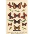 Atlas motýlů 7