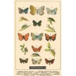 Atlas motýlů 8