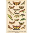 Atlas motýlů 14