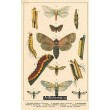 Atlas motýlů 20