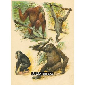 Orangutan, Šimpanz, Gorilla, Gibbon šedý