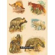 Liška, Fenek, Liška polární, Hyena žíhaná, Hyena skvrnitá, Hyena psovitá