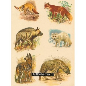 Liška, Fenek, Liška polární, Hyena žíhaná, Hyena skvrnitá, Hyena psovitá