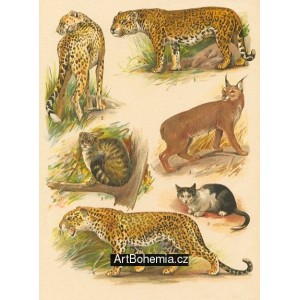 Jaguár, Gepard, Kočka divoká, Rys stepní, Kočka domácí, Levhart