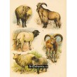 Ovce škotská, Ovce hřivnatá, Ovce tučnoocasá, Ovce obecná a ovce stepní, Muflon