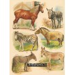Kůň pinzgavský, Zebra obecná, Zebra horní, Kůň divoký (Muzín), Africký osel, Ona