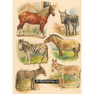 Kůň pinzgavský, Zebra obecná, Zebra horní, Kůň divoký (Muzín), Africký osel, Ona