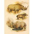 Nosorožec africký, Tapír americký, Nosorožec indický
