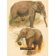 Slon indický, Slon africký