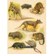Klokan velký, Vlk vačnatý nebo zebří, Vombat tasmanský (Drapoš), Certour, Kusu o