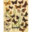 Melanargia, Erebia, Oeneis - Atlas motýlů střední Evropy, tab.13