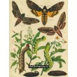 Acherontia, Sphinx - Atlas motýlů střední Evropy, tab.17