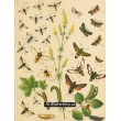 Macroglossa, Trochilium, Sesia, Bembecia, Thyris - Atlas motýlů střední Evropy, tab.20