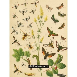 Macroglossa, Trochilium, Sesia, Bembecia, Thyris -Atlas motýlů st.Evropy, tab.20