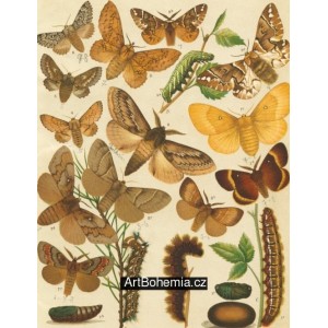 Bombyx, Lasiocampa, Endromis - Atlas motýlů střední Evropy, tab.28