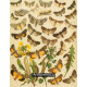Bryophila, Dipthera, Agrotis, Panthea, Moma - Atlas motýlů střední Evropy, tab. 33