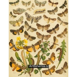 Bryophila, Dipthera, Agrotis, Panthea, Moma - Atlas motýlů střední Evropy, tab. 33