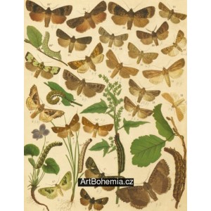 Trachea, Euplexia, Habryntis, Jaspidea, Leucania- Atlas motýlů st.Evropy, tab.37