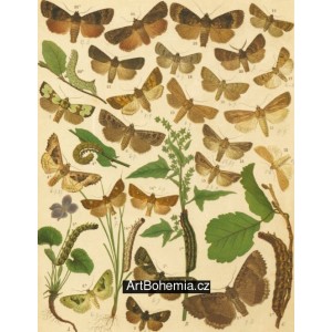 Trachea, Euplexia, Habryntis, Jaspidea, Leucania - Atlas motýlů střední Evropy, tab.37
