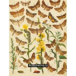 Cucullia, Eurhipia, Calpe, Plusia, Telesilla - Atlas motýlů st.Evropy, tab.40