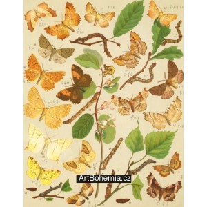 Eugonia, Selenia, Pericallia, Therapis, Himera… - Atlas motýlů st.Evropy, tab.45