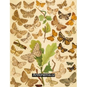 Boarmia, Gnophos, Psodos, Pygmaena, Fidonia… - Atlas motýlů střední Evropy, tab.47