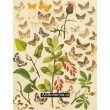 Cidaria, Collix, Eupithecia - Atlas motýlů střední Evropy, tab.50