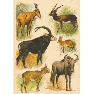Atlas ssavců XVII