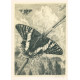 Motýl Urania paradisea, opus 602