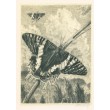 Motýl Urania paradisea, opus 602