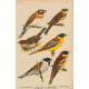 Ptáci (Malý Brehm) V