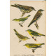 Ptáci (Malý Brehm) VII