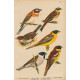Ptáci (Malý Brehm) VII